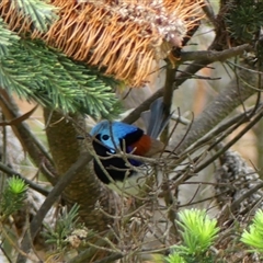 Malurus lamberti at Braemar, NSW - 31 Jan 2025 10:19 AM