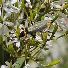 Chauliognathus lugubris (Plague Soldier Beetle) at Bombay, NSW - 1 Feb 2025 by MatthewFrawley