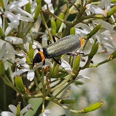 Chauliognathus lugubris (Plague Soldier Beetle) at Bombay, NSW - 1 Feb 2025 by MatthewFrawley