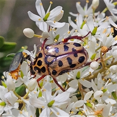 Neorrhina punctatum (Spotted flower chafer) at Bombay, NSW - 1 Feb 2025 by MatthewFrawley