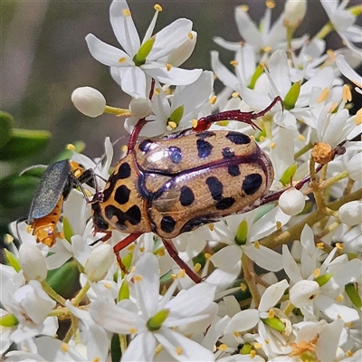 Neorrhina punctatum (Spotted flower chafer) at Bombay, NSW - 1 Feb 2025 by MatthewFrawley