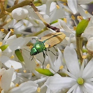 Castiarina sexguttata at Bombay, NSW by MatthewFrawley