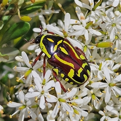 Eupoecila australasiae (Fiddler Beetle) at Bombay, NSW - 1 Feb 2025 by MatthewFrawley