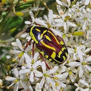 Eupoecila australasiae at Bombay, NSW - Yesterday 02:35 PM