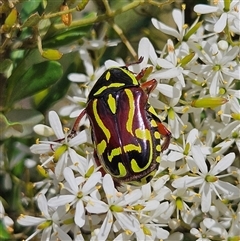 Eupoecila australasiae at Bombay, NSW - Yesterday 02:35 PM