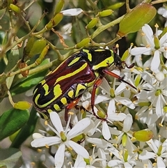 Eupoecila australasiae at Bombay, NSW - Yesterday 02:35 PM