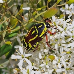 Eupoecila australasiae at Bombay, NSW - Yesterday 02:35 PM