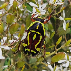 Eupoecila australasiae at Bombay, NSW - Yesterday 02:35 PM