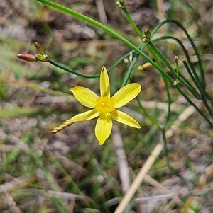 Tricoryne elatior at Bombay, NSW by MatthewFrawley