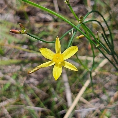 Tricoryne elatior (Yellow Rush Lily) at Bombay, NSW - 1 Feb 2025 by MatthewFrawley