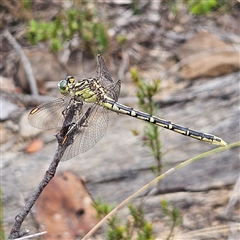 Austrogomphus guerini (Yellow-striped Hunter) at Bombay, NSW - 1 Feb 2025 by MatthewFrawley