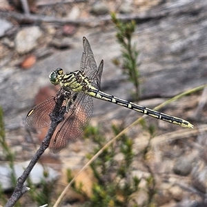 Austrogomphus guerini at Bombay, NSW - 1 Feb 2025 03:00 PM