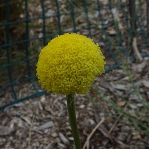 Craspedia variabilis at Yarralumla, ACT by AndyRussell