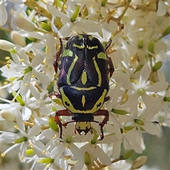 Eupoecila australasiae (Fiddler Beetle) at Bombay, NSW - 1 Feb 2025 by MatthewFrawley