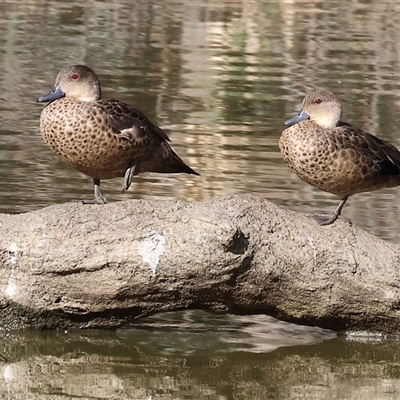 Anas gracilis (Grey Teal) at Splitters Creek, NSW - 27 Jan 2025 by KylieWaldon