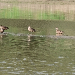 Anas gracilis at Splitters Creek, NSW - 27 Jan 2025 08:06 AM