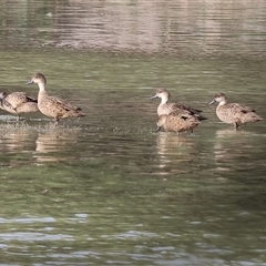 Anas gracilis at Splitters Creek, NSW - 27 Jan 2025 08:06 AM