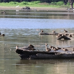 Anas gracilis at Splitters Creek, NSW - 27 Jan 2025 08:06 AM