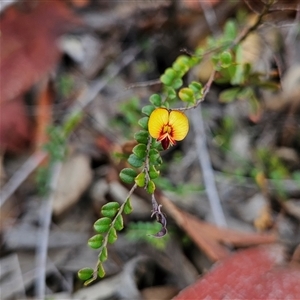 Bossiaea buxifolia at Bombay, NSW by MatthewFrawley