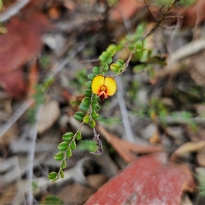 Bossiaea buxifolia at Bombay, NSW - 1 Feb 2025 03:18 PM