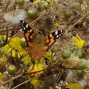 Vanessa kershawi (Australian Painted Lady) at Yarralumla, ACT by AndyRussell