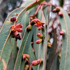 Unidentified Eucalyptus Gall at Kambah, ACT - 1 Feb 2025 by HelenCross