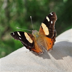 Vanessa itea (Yellow Admiral) at Braidwood, NSW - 1 Feb 2025 by MatthewFrawley