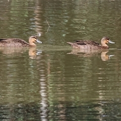 Anas superciliosa (Pacific Black Duck) at Splitters Creek, NSW - 27 Jan 2025 by KylieWaldon