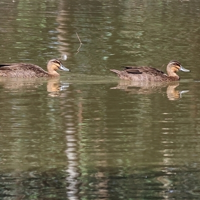 Anas superciliosa (Pacific Black Duck) at Splitters Creek, NSW - 27 Jan 2025 by KylieWaldon