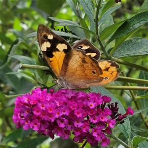 Heteronympha merope at Braidwood, NSW by MatthewFrawley