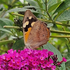 Heteronympha merope at Braidwood, NSW - 1 Feb 2025 10:55 AM