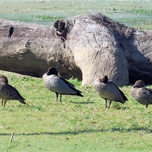 Chenonetta jubata (Australian Wood Duck) at Splitters Creek, NSW by KylieWaldon