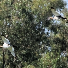 Chenonetta jubata at Splitters Creek, NSW - 27 Jan 2025 08:52 AM