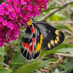 Delias harpalyce (Imperial Jezebel) at Braidwood, NSW - 1 Feb 2025 by MatthewFrawley