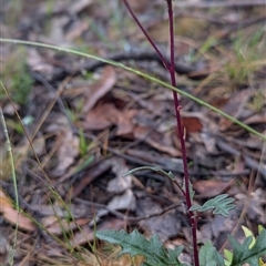 Arrhenechthites mixtus at Bendoura, NSW - 27 Jan 2025 by HelenCross