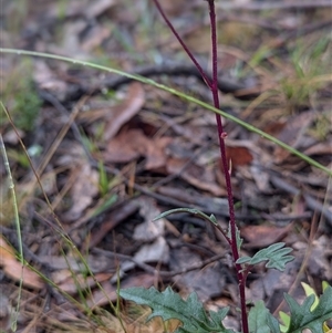 Arrhenechthites mixtus at Bendoura, NSW by HelenCross