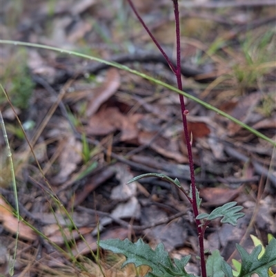 Arrhenechthites mixtus at Bendoura, NSW - 26 Jan 2025 by HelenCross