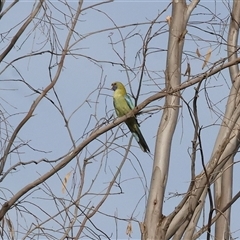 Platycercus elegans flaveolus (Yellow Rosella) at Splitters Creek, NSW - 27 Jan 2025 by KylieWaldon