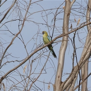 Platycercus elegans flaveolus at Splitters Creek, NSW - 27 Jan 2025 07:40 AM