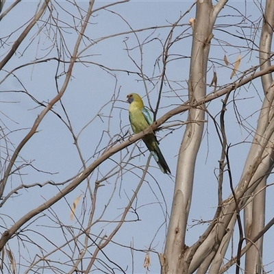 Platycercus elegans flaveolus (Yellow Rosella) at Splitters Creek, NSW - 27 Jan 2025 by KylieWaldon