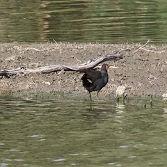 Gallinula tenebrosa (Dusky Moorhen) at Splitters Creek, NSW - 27 Jan 2025 by KylieWaldon