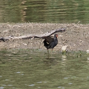 Gallinula tenebrosa at Splitters Creek, NSW - 27 Jan 2025 07:41 AM