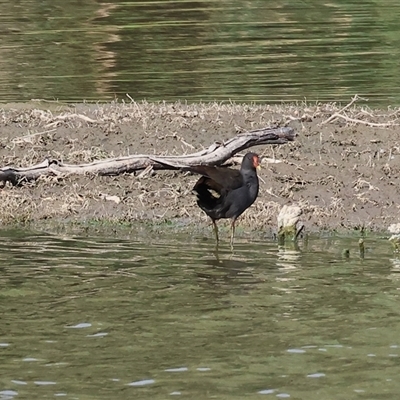 Gallinula tenebrosa at Splitters Creek, NSW - 26 Jan 2025 by KylieWaldon