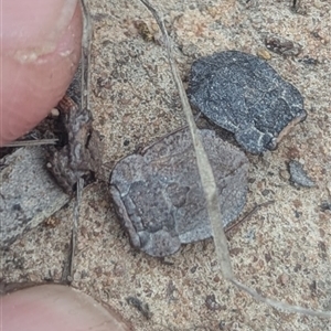 Nerthra sp. (genus) at Bungendore, NSW by HelenCross