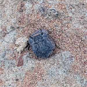Nerthra sp. (genus) at Bungendore, NSW - 25 Jan 2025 05:33 PM