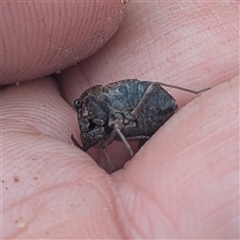 Nerthra sp. (genus) at Bungendore, NSW - 25 Jan 2025 05:33 PM