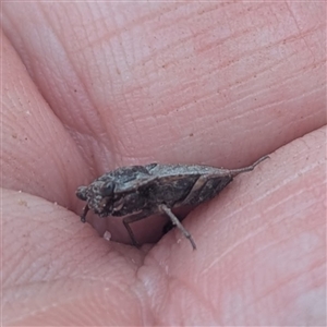 Nerthra sp. (genus) at Bungendore, NSW - 25 Jan 2025 05:33 PM