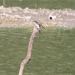 Hirundo neoxena (Welcome Swallow) at Splitters Creek, NSW - 27 Jan 2025 by KylieWaldon