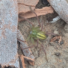 Unidentified Spider at Bungendore, NSW - 25 Jan 2025 by HelenCross