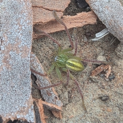 Unidentified Spider at Bungendore, NSW - 25 Jan 2025 by HelenCross